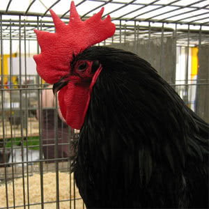 Jersey Giant chicken breed