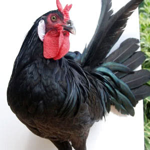 La Flèche chicken breed