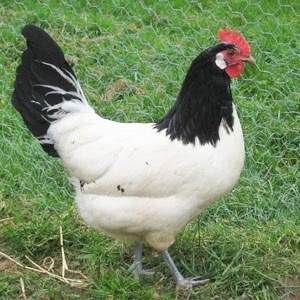 Lakenvelder chicken breed