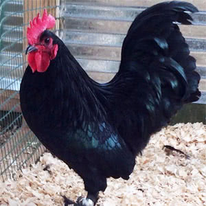 Langshan chicken breed