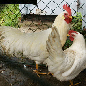 Leghorn chicken