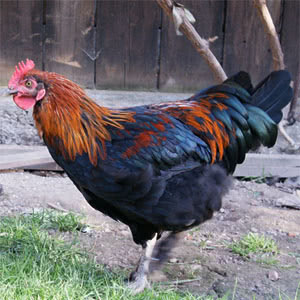 Maran chicken