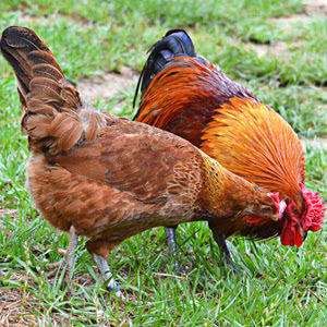 Marsh Daisy chicken breed