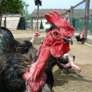 Naked Neck chicken