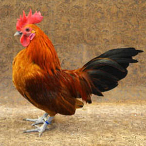 Nankin chicken breed