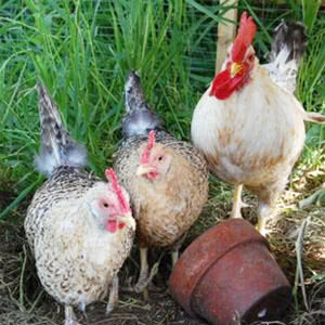 Norwegian Jaehorn chicken breed