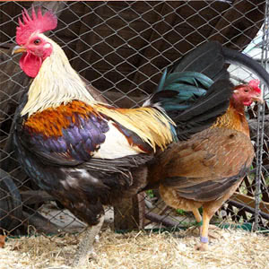 Old English Game chicken breed