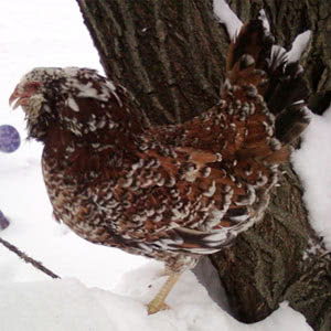 Orloff chicken breed