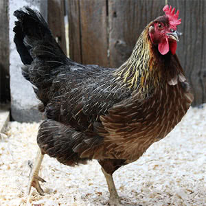 Penedesenca chicken breed