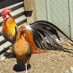 Phoenix chicken breed