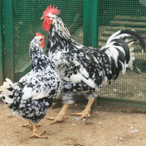 Pita Pinta Asturiana chicken breed