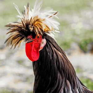 Polish chicken breed
