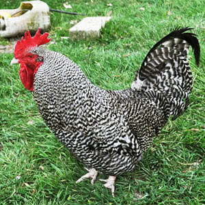 Scots Dumpy Bantam chicken