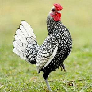 Sebright Bantam chicken breed