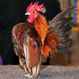 Serama Bantam chicken breed