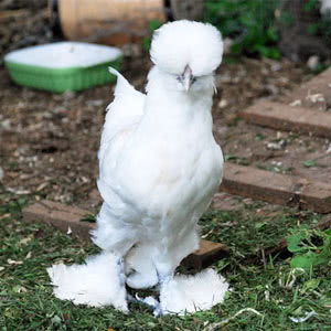 Sultan chicken breed