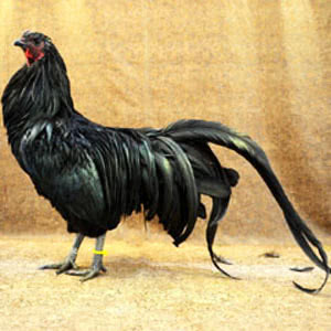 Sumatra chicken breed