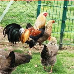 Twentse chicken breed