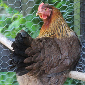 Welsummer chicken