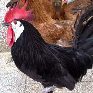 Whitefaced Black Spanish chicken breed