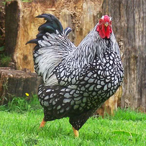 Wyandotte chicken