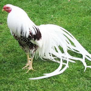 Yokohama chicken breed