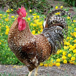 Brussbar chicken breed