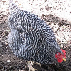 California Grey chicken breed