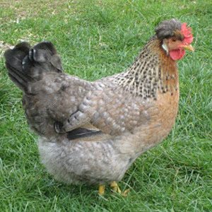 Cream Legbar chicken