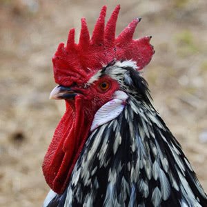 Dampierre chicken breed