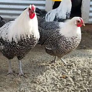 Deathlayer chicken breed