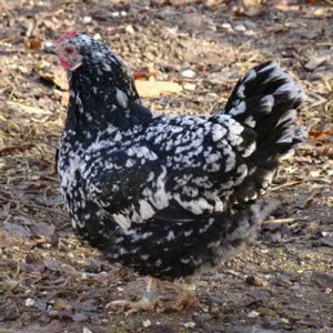 Gournay chicken