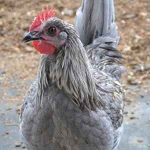 Isbar chicken breed