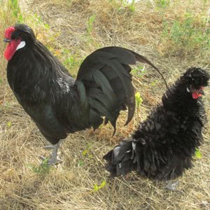 Lyonnaise chicken breed