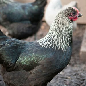 Norfolk Grey chicken breed