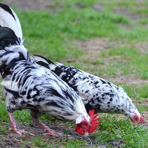 Orust chicken breed
