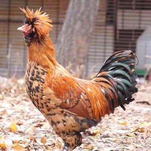 Pavlovskaya chicken breed