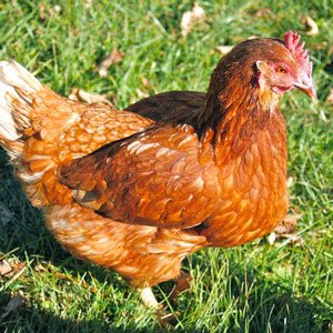 Red Shaver chicken breed