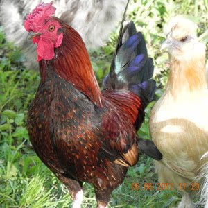 Redcap chicken breed