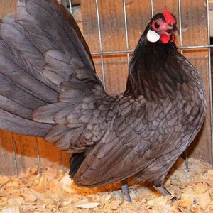 Rosecomb Bantam chicken breed