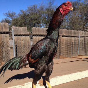 Shamo chicken breed