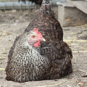 Speckledy chicken