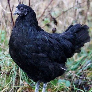 Swedish Black chicken breed