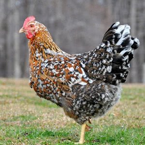 Swedish Flower chicken breed