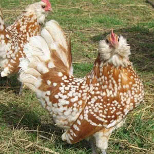 Thuringian chicken breed