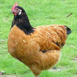 Vorwerk chicken breed