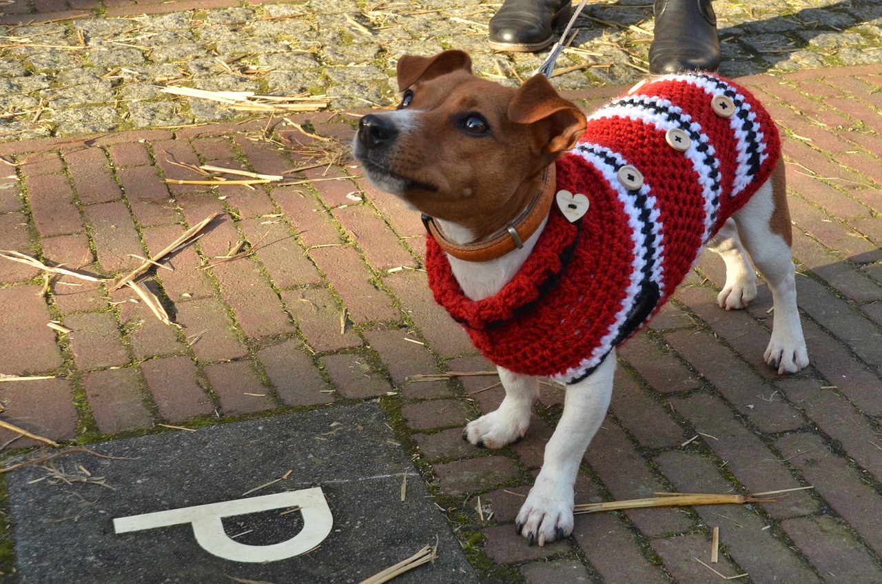 Dog in fall sweater - Star Milling Co.