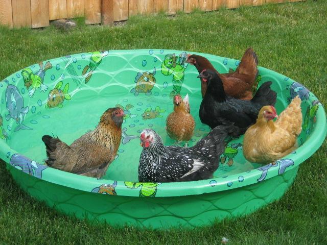 chickens in a kiddie pool