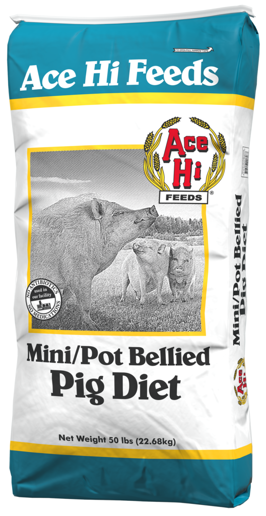 Mini pig food best sale