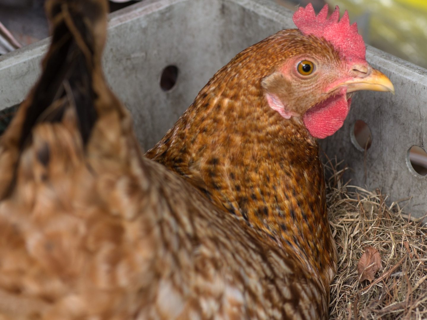 Broody hen in egg box - Star Milling Co.